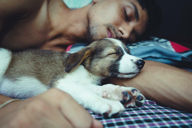 A common question in the US is should I let my dog sleep with me? 