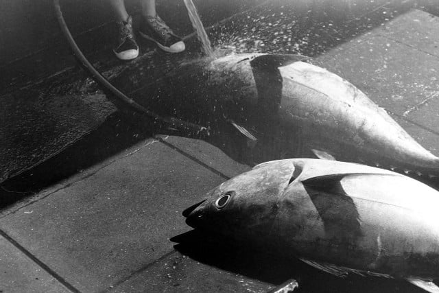Atlantic Bluefin tuna is a popular choice for sushi, but overfishing is unsustainable for this species.