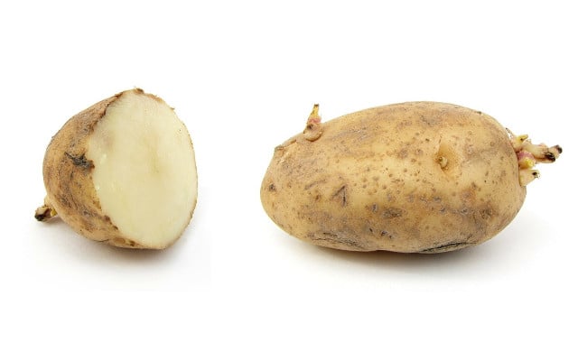 sprouted potatoes