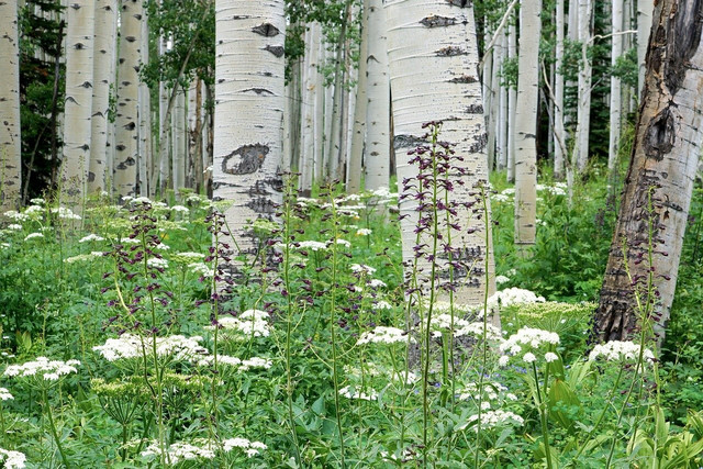 The bark of a big tooth aspen with oval-shaped lenticels.