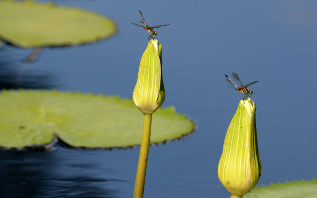 If you want to attract dragonflies to your yard, you need to install a water feature