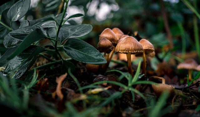 Storing carbon is presumably one of the craziest facts about mushrooms.