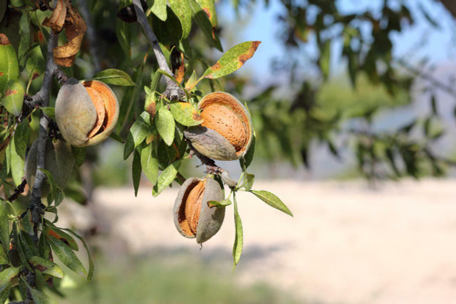 The US produces 80 percent of almonds globally.