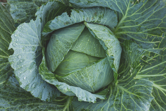 Cabbage is a very hardy winter vegetable and will take on the cold easily.
