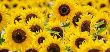 Is Sunflower Oil Bad for You? Benefits & Drawbacks - Utopia