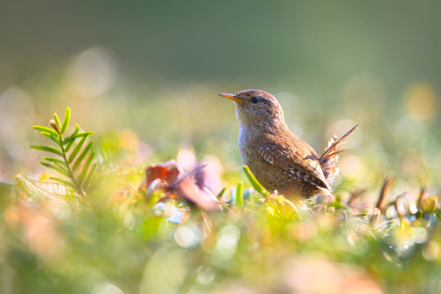 Wrens are assumed to be quite clever, which is also where their title stems from.