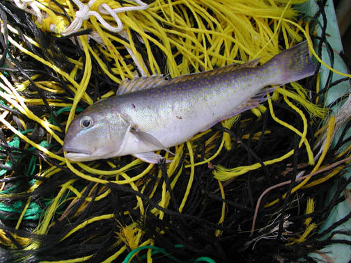 Tilefish are bioaccumulators of mercury.