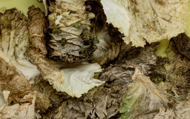 Reduce food waste statistics