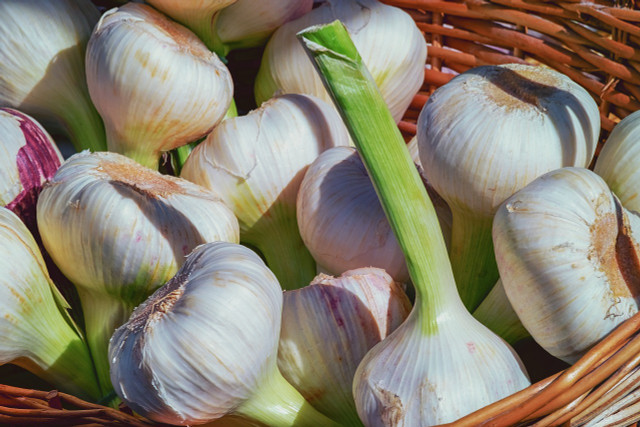 There are eleven different horticultural groups of garlic. 