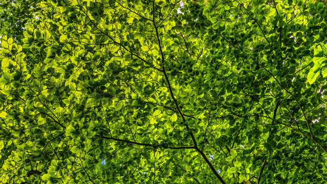 Fast-growing shade trees offer a variety of benefits besides shade on a timeline.