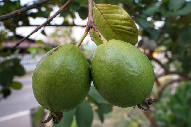 Did you know guava fruits have 4.2 grams of protein per cup?