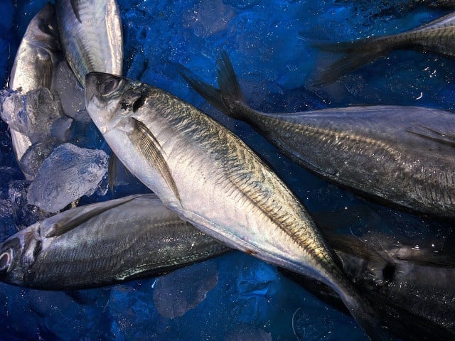 King Mackerels join our list of fish you should never eat, as they are also predators.