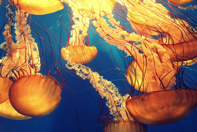 According to scientists, jellyfish actually threaten biodiversity in certain ecosystems.