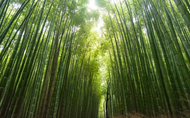 bamboo yarn 