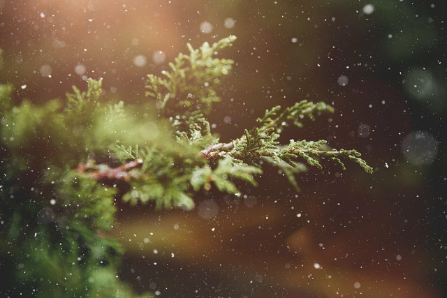 Cutting them down for Christmas every year isn't actually causes Fraser firs to be endangered trees. 