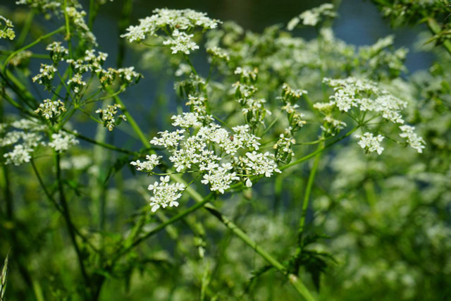 Keep water hemlock away from children and animals as it is a deadly flower. 