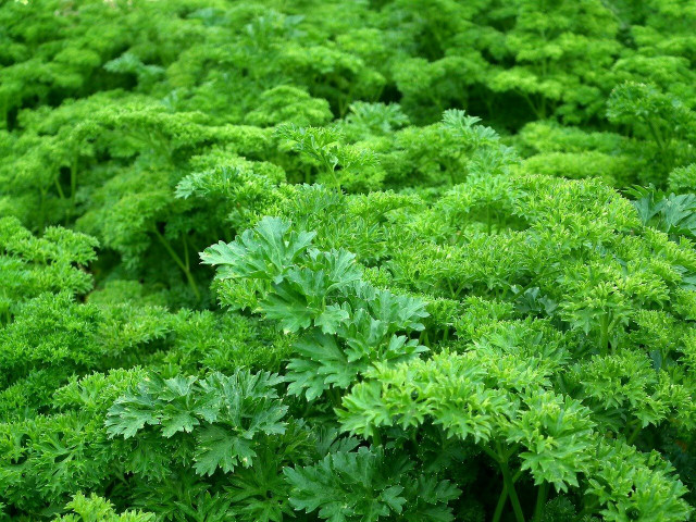 Parsley has many other practical functions outside of cooking.