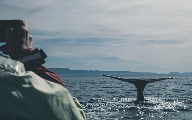 Vacation recommendations skip don't go whale watching 