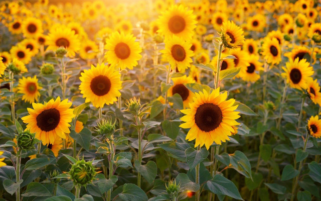 plant for bees sunflower