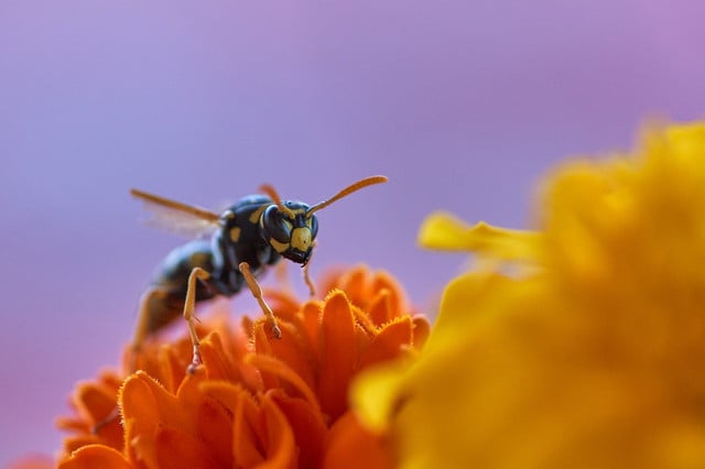 Wasps are sensitive to erratic movements, which they perceive as threats.