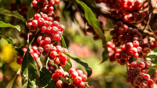 Autumn Olive Berry