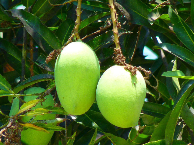 Mango skin is bitter in taste which makes it unappealing to eat. 