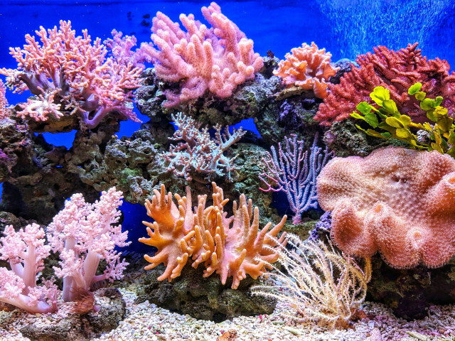 Chemicals like oxybenzone and octinoxate are contributing to the destruction of coral reefs. 