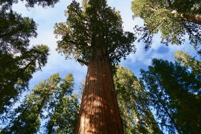The California redwood is an iconic tree, but is an endangered tree species. 