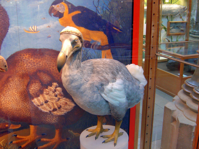 Why did the dodo bird go extinct? A combination of factors led to their demise. 