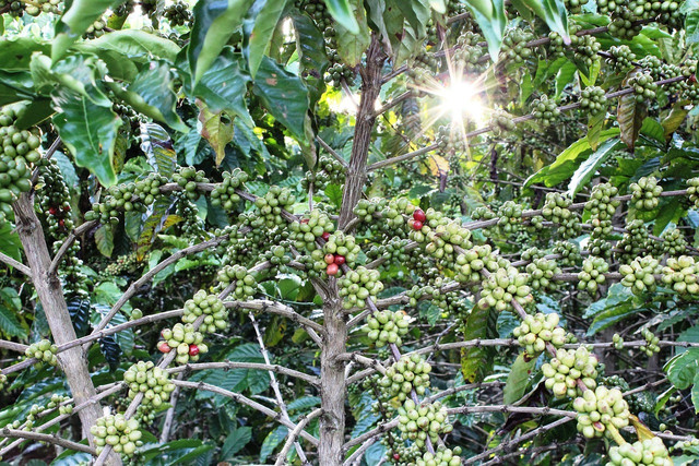 Coffee cherries are picked to make coffee.