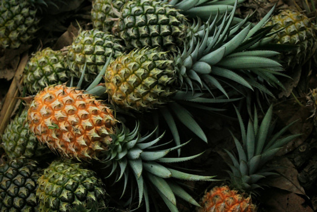 How long does it take to grow a pineapple? Have a bit of patience.
