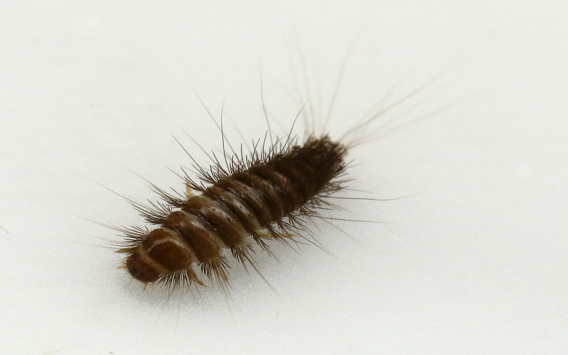 How to Get Rid of Carpet Beetles for Good