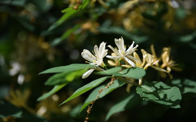 bumblebee flowers 