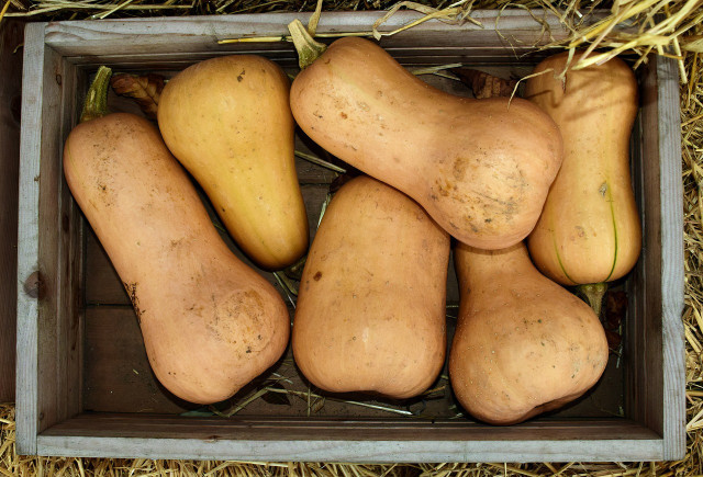 Butternut squash needs to be kept dry while curing.