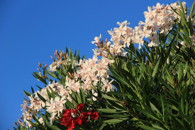 Oleander is a common poisonous tree that should never be ingested.