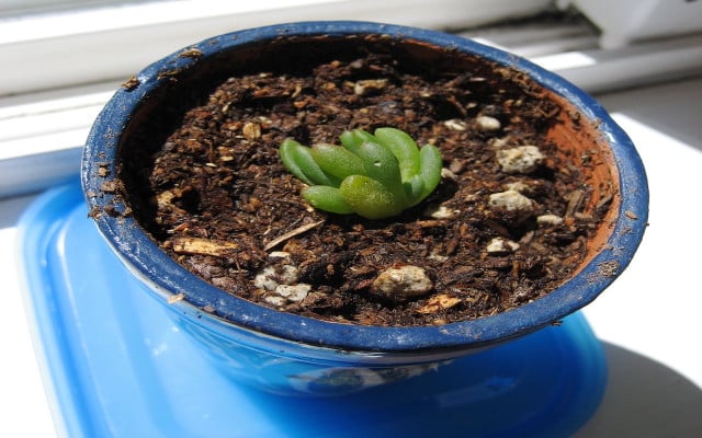plant-pot-x-mariko-180521-1280x800-1