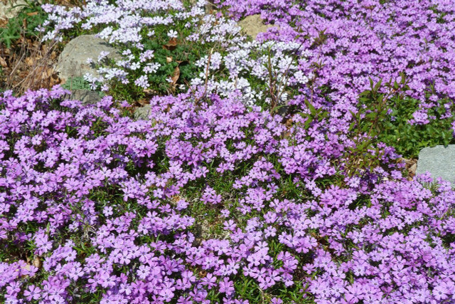 The vibrant carpet of phlox flowers is a staple of sunny rock gardens.