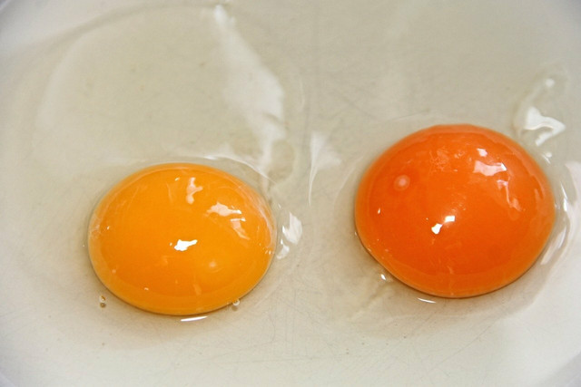 The yolks of farm fresh eggs are often said to be richer in both color and taste.