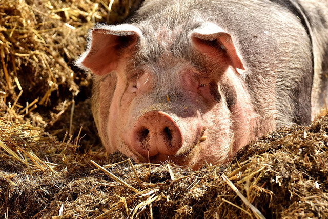 Pigs Peace Sanctuary primarily focuses on rescuing pigs.