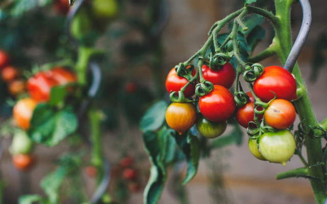 Tomatoes and other nightshade family members should be avoided as they may spread fungal disease.