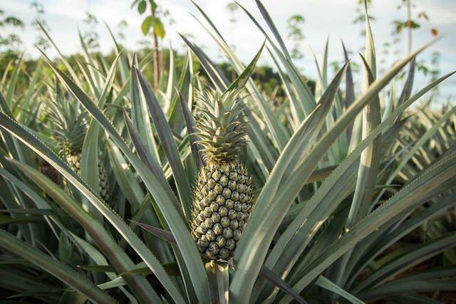 Pineapples are commonly grown in large monocultures, which have negative effects on the environment.