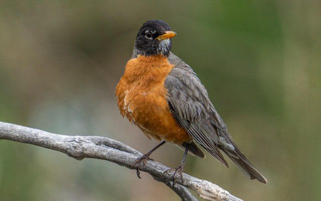 You'll recognize robins by their warm orange underparts, as well as their cheery song, and early appearance at the end of winter
