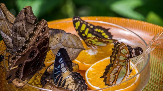 DIY Butterfly Feeder