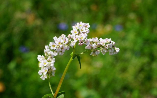 buckwheat