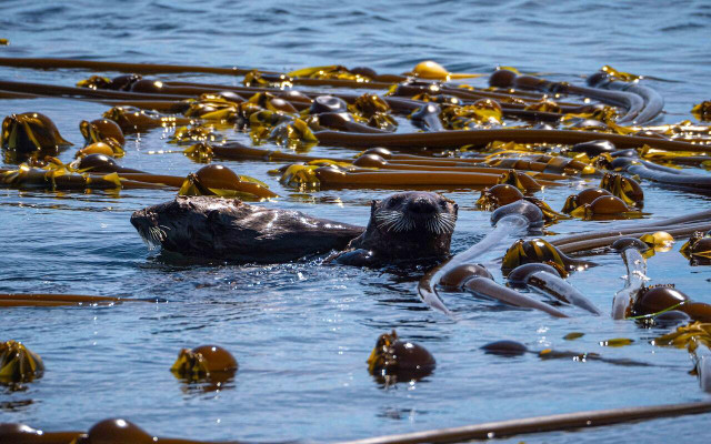 Sea otters are a surprising keystone species. 