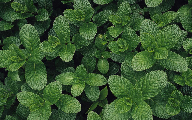 Drink peppermint tea for nausea and other digestive issues. 