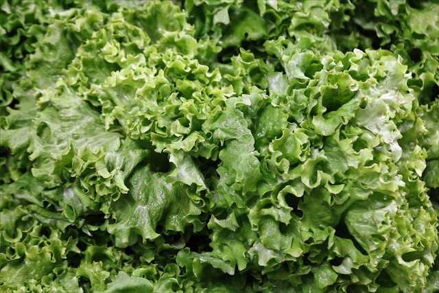 Romaine is perfect in a salad or sandwich.
