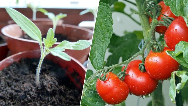 Growing tomatoes how to grow tomatoes in pots container homegrown DIY planting instructions