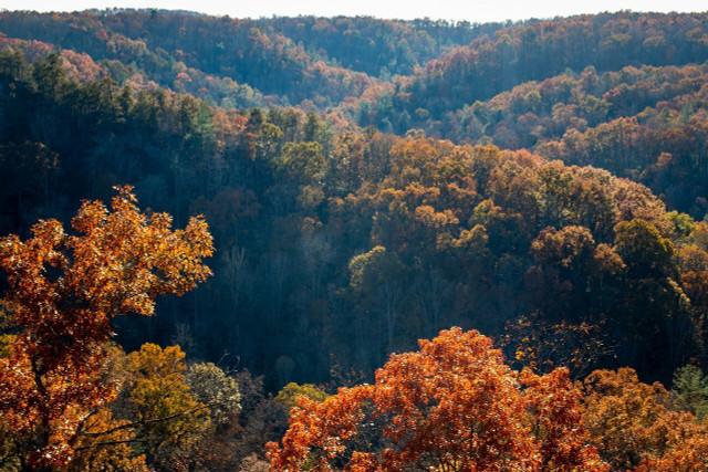 Carolina silverbell makes much of the forest that covers the Appalachian Mountains. 