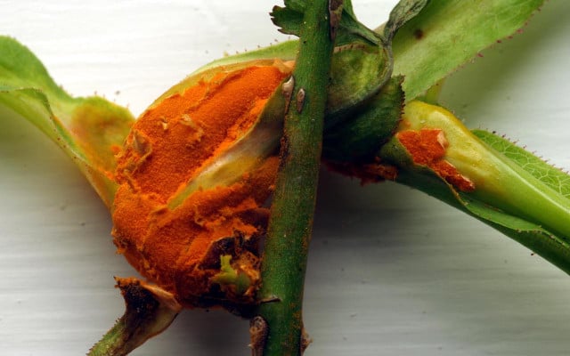 rose bush disease rose rust